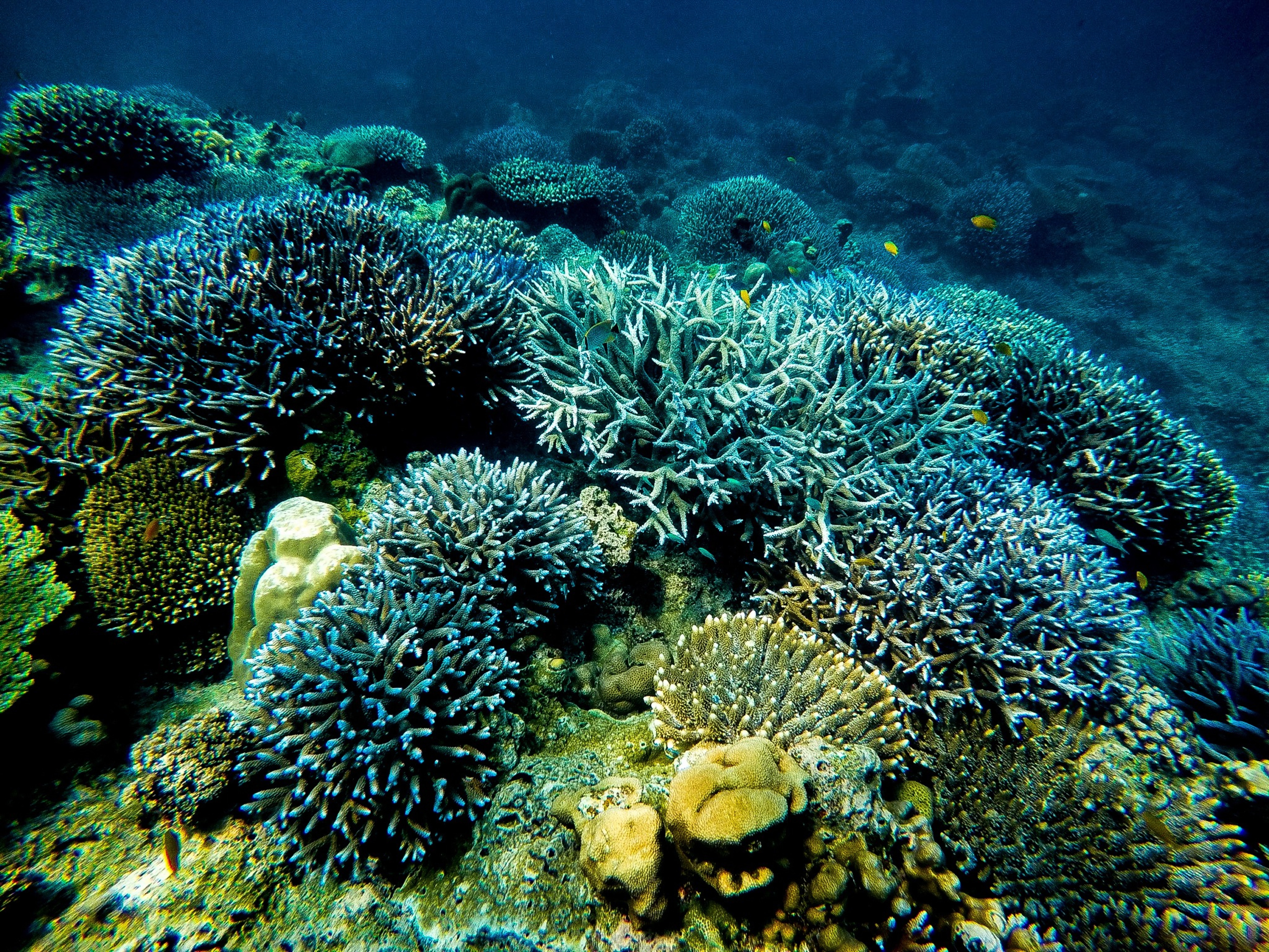 生物多様性を支えるサンゴ礁の危機 サンゴを守り再生する活動を知ろう Hatch 自然電力のメディア