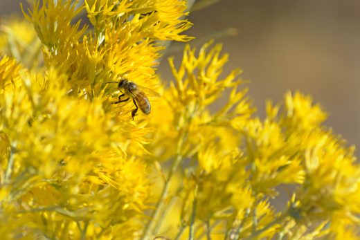 世界中でミツバチが消失し巣箱が空に 花粉を運ぶポリネーターの役割が危機に Hatch 自然電力のメディア